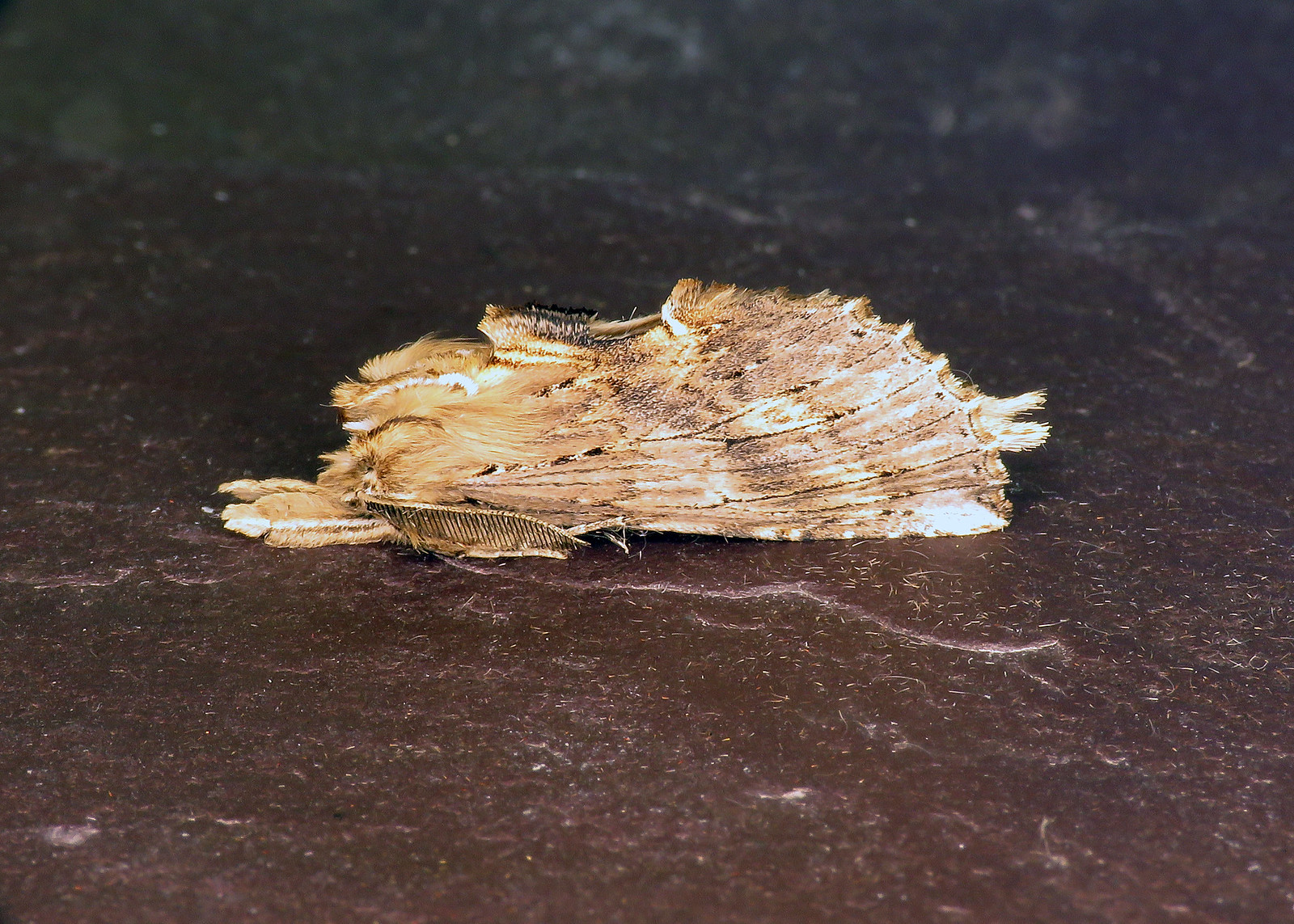 71.020 Pale Prominent - Pterostoma palpina