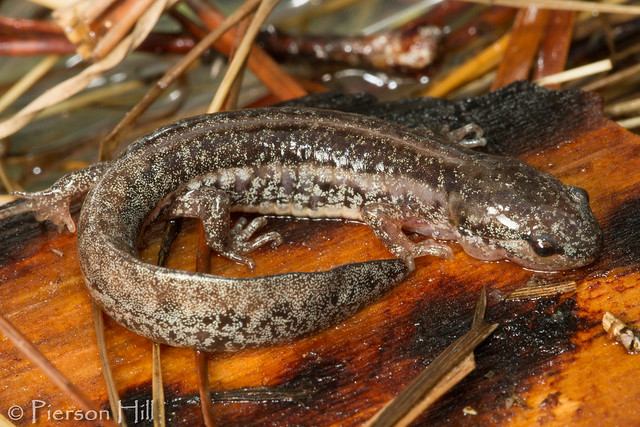 Frosted Flatwoods Salamander (Ambystoma cingulatum) - metamorph
