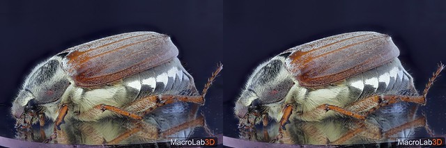 May Bug, Cross View 3D (Video in the description)