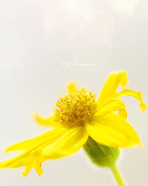 | mellowest of yellow |