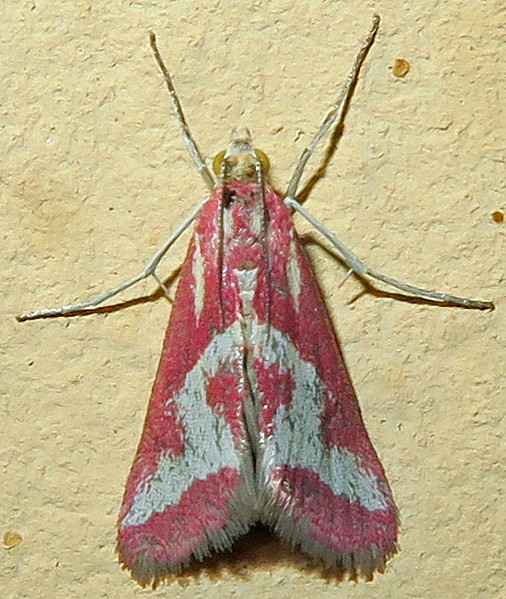 Crambid Snout Moth, Noctueliopsis aridalis, Furnace Creek Ranch, Death Valley National Park