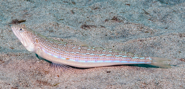 Atlantic Lizardfish - Synodus saurus