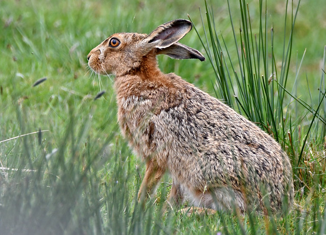 Hare at Plenmeller