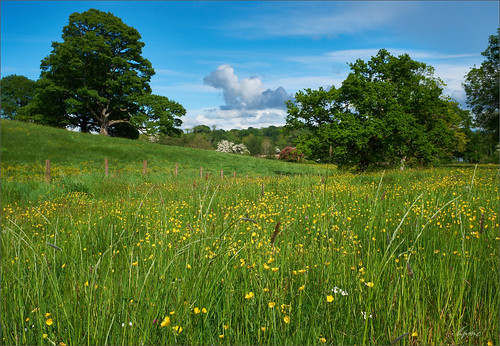 cofermanagh enniskillen flickrelite flowers fujifilmx100f nireland nature countryside outside landschaft