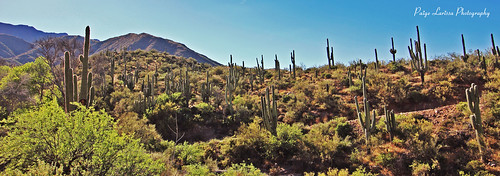 desert deserts dry cactus cacti saguaro saguaros az arizona landscape nature like comment first follow