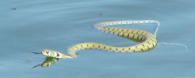 Swimming Grass Snake