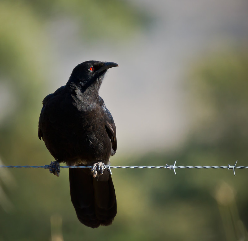 Corcorax White-winged Chough / Corcorax melanorhamphos photo call and song