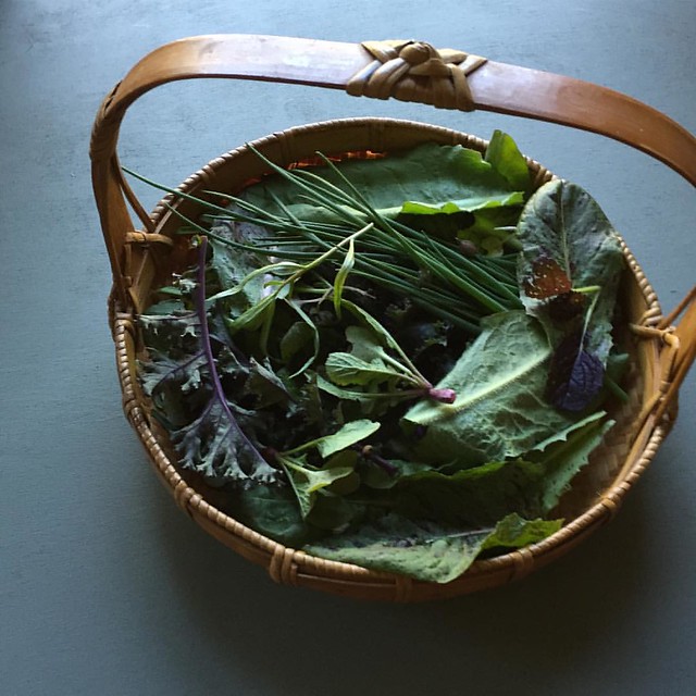 Leafy Greens Harvest Number 19. Davin picked this yesterday for our lunch and then he took this beautiful, dramatic photo. #yougrowgirlgreens