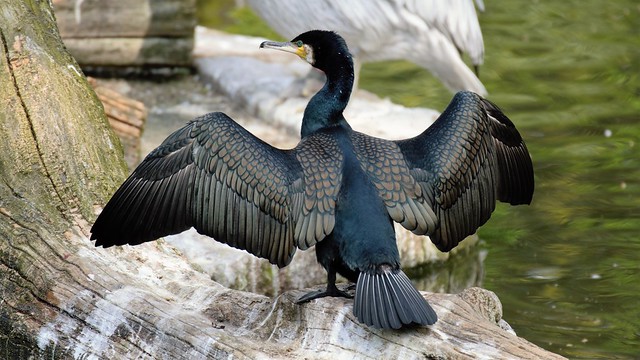 Kormoran - Phalacrocorax carbo - great cormorant