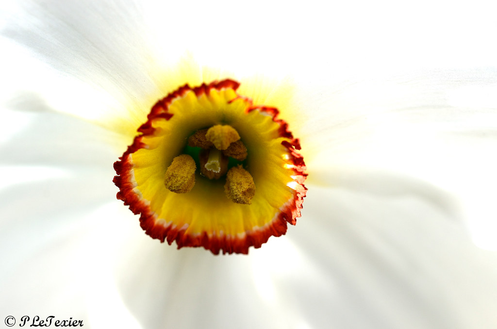 Cœur de fleurs | Flickr