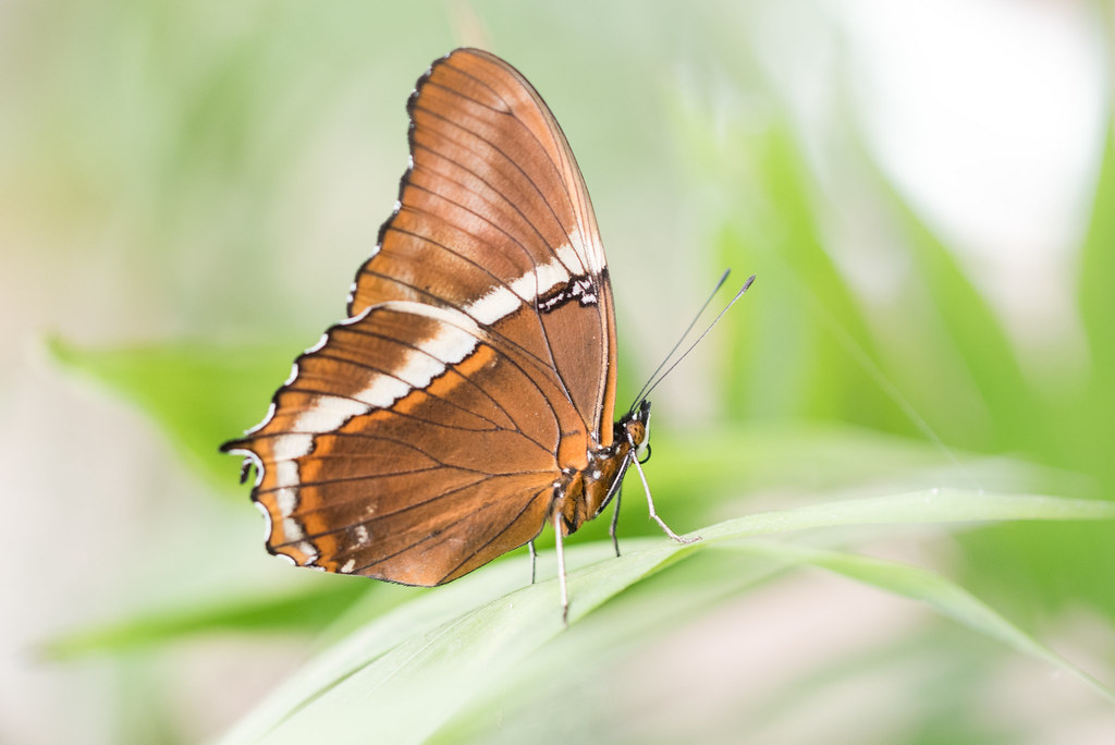 Siproeta epaphus Butterfly