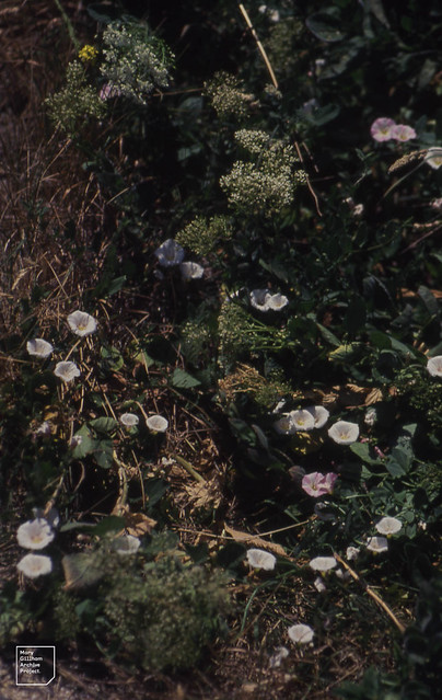 Cardaria draba, Hoary Peppercress (Scourge of Kent) Convolvulus arvensis. East Nell's Point, Barry 24/06/89