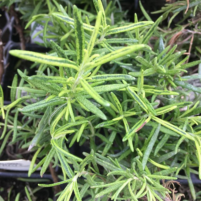 'Golden Rain' variegated rosemary. The name is a little bit... something.