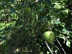 Homestead green apples