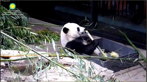 Bei impresses his fans with his big boy boo. Attribution: Smithsonian's National Zoo | by helenwoo555