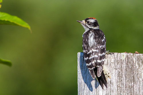 ontario birds downywoodpecker sudbury