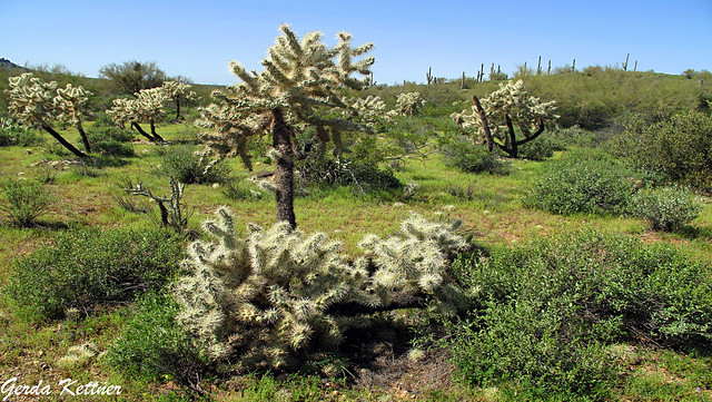 Cholla Forest at Lost Dutchman State Park