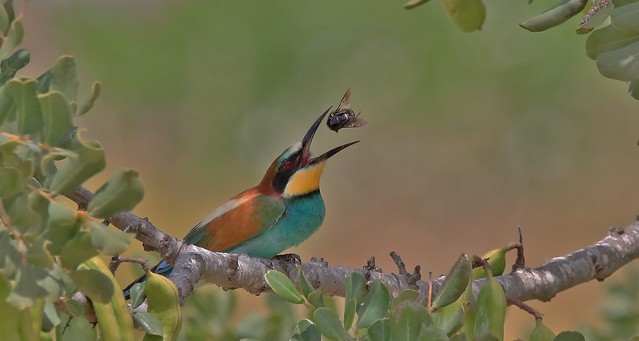 Bee-eater - Doing what it does best!