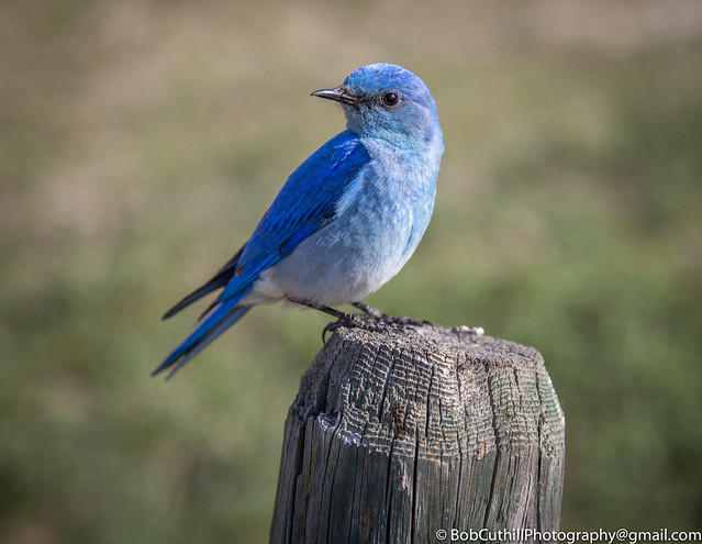 -Mountain Bluebird (male)