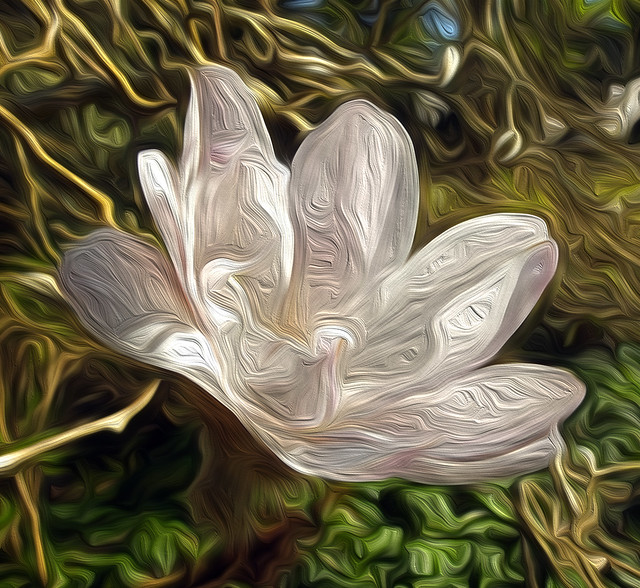 Magnolia Stellata Oiled