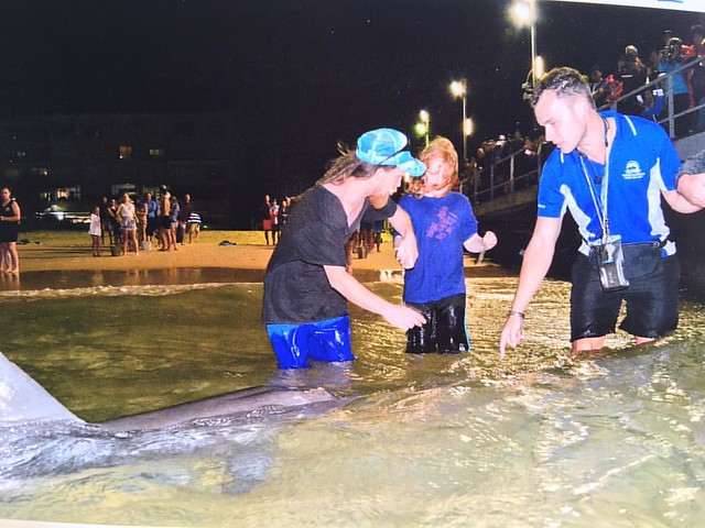 #Dylan feeding a #dolphin at #tangaloomaresort #tangaloomaisland #brisbaneanyday #family