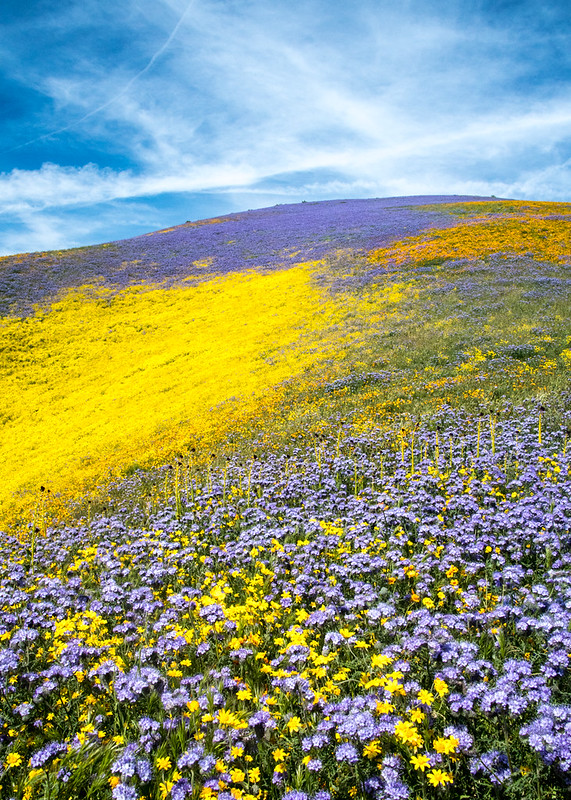 wildflower superbloom in Carrizo National Monument