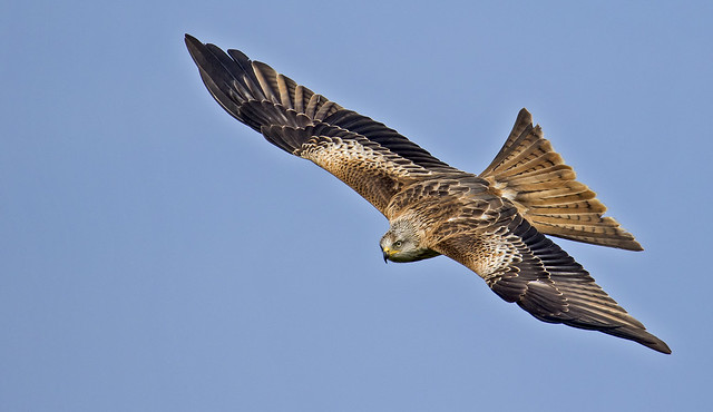 Red Kite - Photographers delight