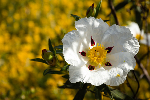 blumen cistus esteva natur zistrose bensafrim faro portugal pt flower flowers explore