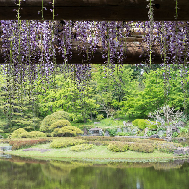 Lunchtime stroll: wisteria at the pond in the Imperial Palace Garden