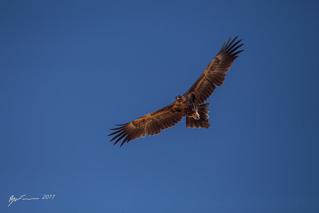 Wedge-tail Eagle
