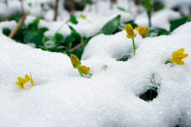 Snow and flowers