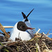 Flickr photo 'Chroicocephalus ridibundus - Black-headed Gull' by: pihlaviita.
