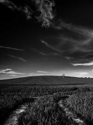 clouds blackwhite landscape landscapephotography sky tree field cirrus blackandwhite