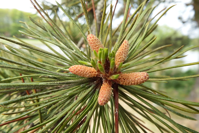Pine tree : Pollen cones