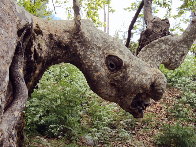 There's a dragon in this huge sycamore tree. by bryandkeith on flickr