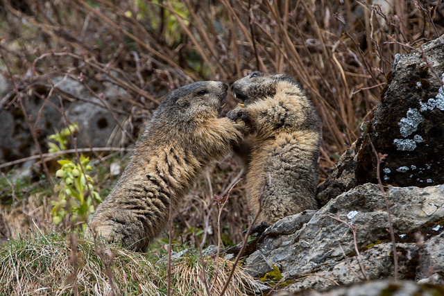 Jeux de marmottes