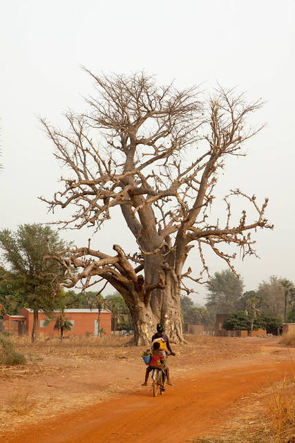 Baobab sulla strada per Banfora, Burkina Faso