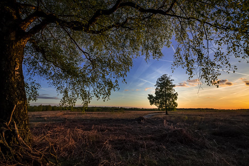 Haaksbergerveen by Fredseigenkijksewereld, haaksbergen haaksbergerveen overijssel zonsondergang sunset tree evening avond rust