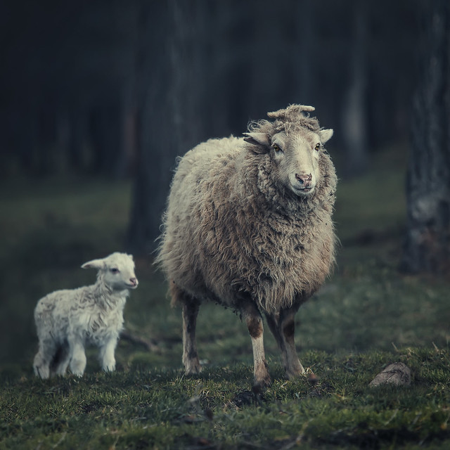 Mother sheep and her lamb in a forest