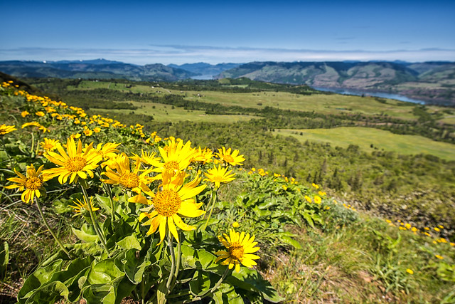 Balsamorhiza