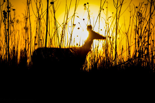 sunset sun buffalocreekforrestpreserve buffalogrove il deer animal wild nature