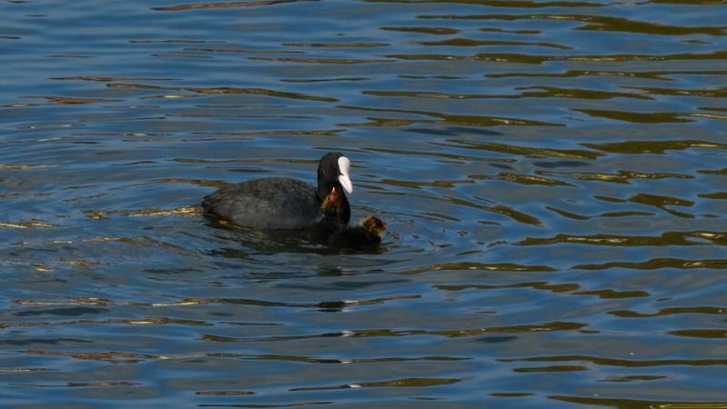 Recently hatched coots take an outing on the Avon
