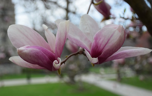 Magnolia curl