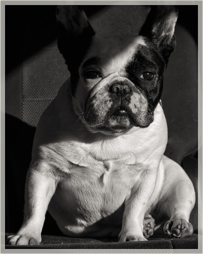 Daisy in shadows | Curves and chubbiness; such a cuddly girl… | Flickr