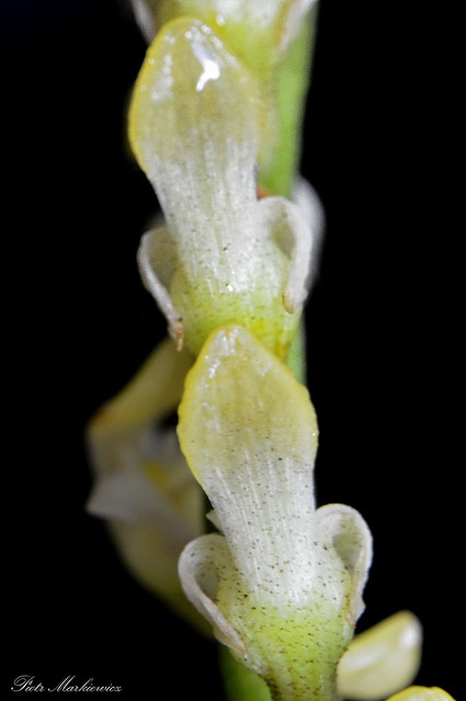 Bulbophyllum calyptratum var. graminifolium