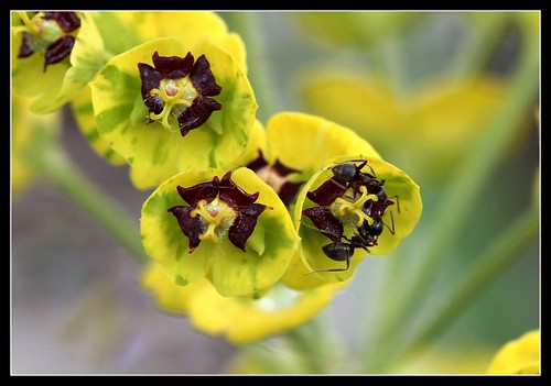 Euphorbia x martinii (amygdaloides x characias) - Page 2 34478728761_065f80daa3