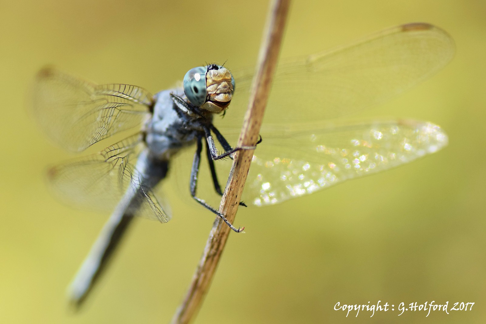 Dragonfly Smiles!