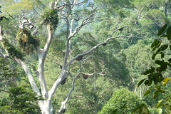 003 Borneo Rainforest Lodge (41)