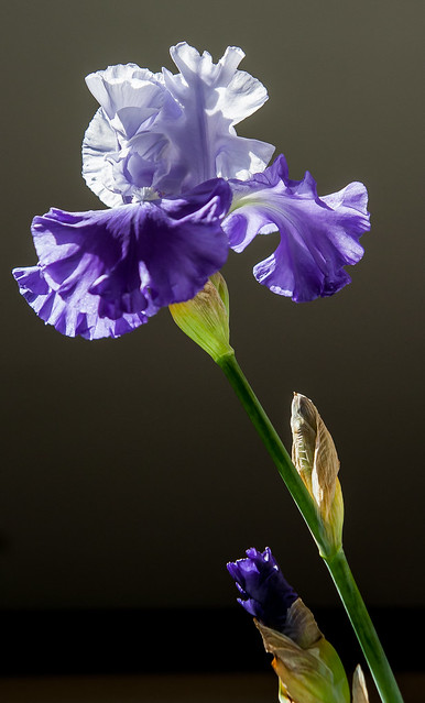 the same iris