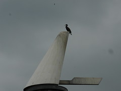 Cormorant at Three Mill Lane